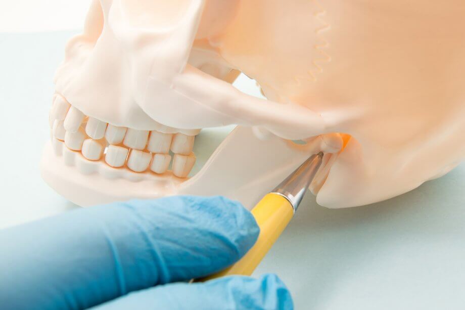 gloved hand using a pen to point to the jaw joint on a model of a skull